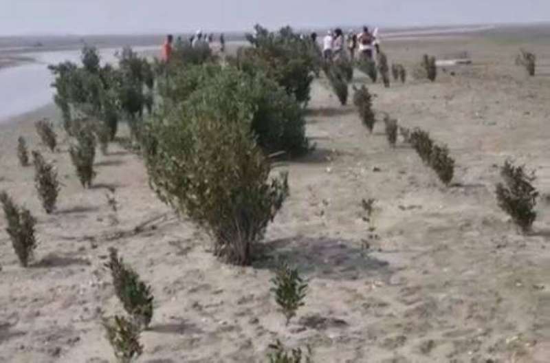 «البيئة» تزرع «المانغروف» في محمية الجهراء 
 