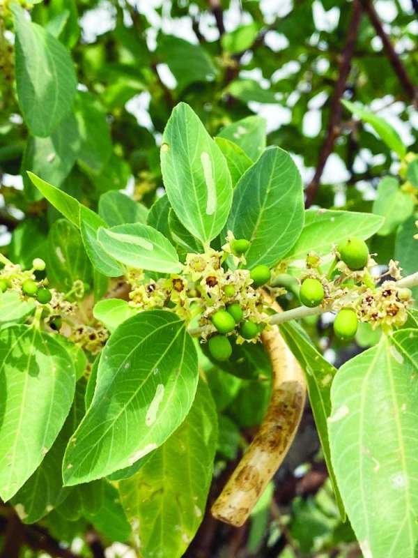 
شجرة سدر كبرت وأثمرت الكنار ولم تجد زبوناً
