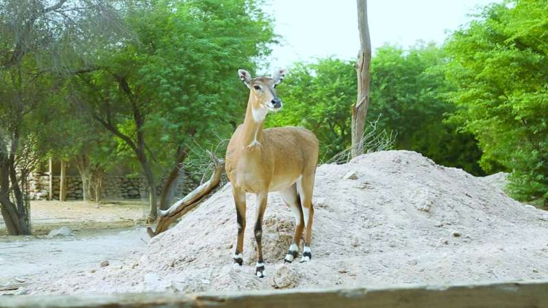 لا يوجد ما يعوق الرؤية بين الزوار والحيوانات