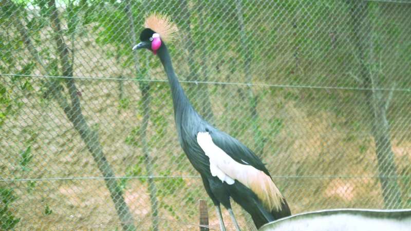 طائر «Gray Crowned Crane»
