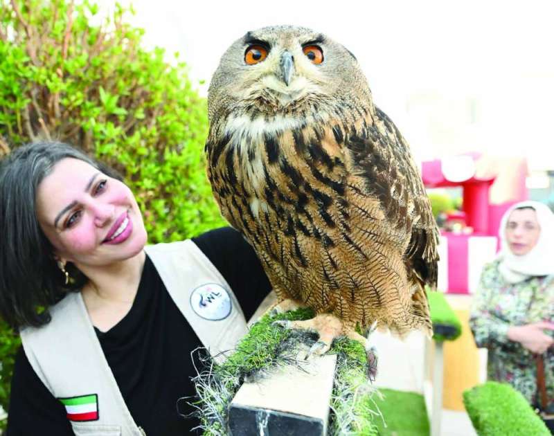 
عضو الفريق الكويتي لتربية طائر البوم جيهان الكندري... مع بومة 	(تصوير أسعد عبدالله)
