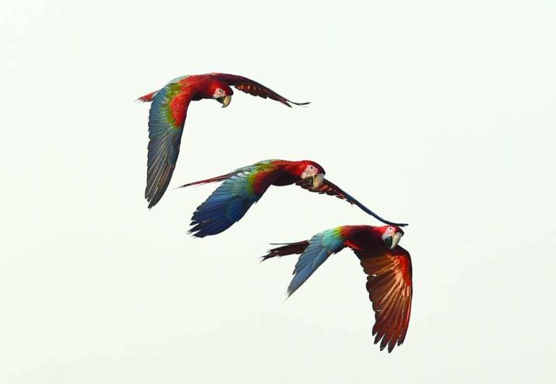 
تحليق في السماء 	(تصوير أسعد عبدالله)
