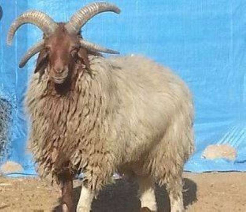 «نطحة خروف» تقتل هنديا في كبد!
 