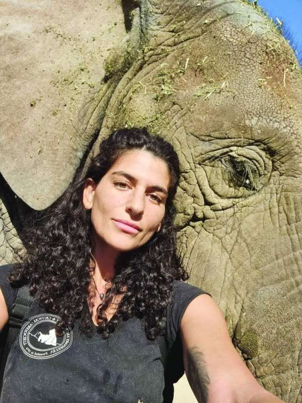 قبازرد... وفيل