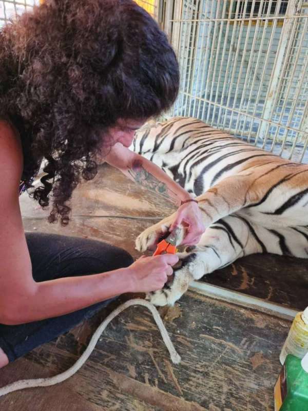 
تمارا قبازرد تهتم بأحد النمور