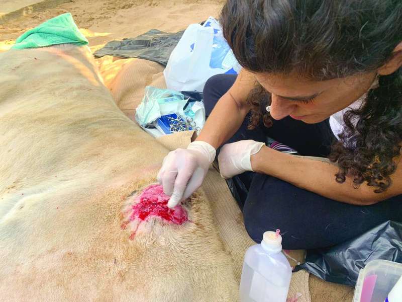 تقوم بمهامها البيطرية