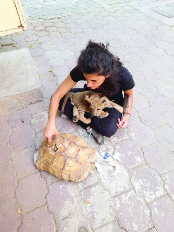 ... وتعالج سلحفاة