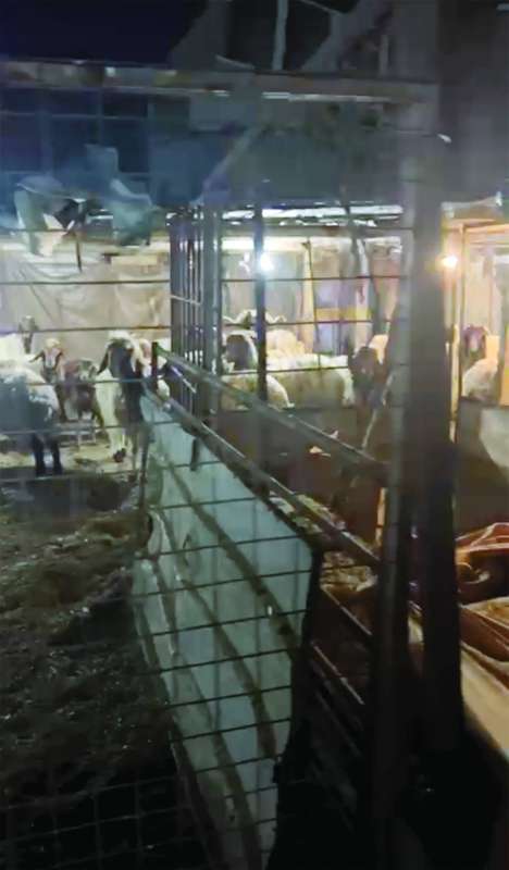 
أغنام يرجح أنها مسروقة
