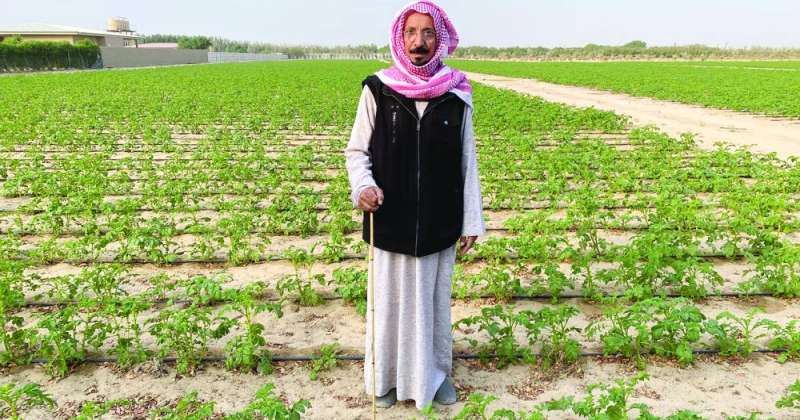 The successes of Kuwaiti farmers… continue