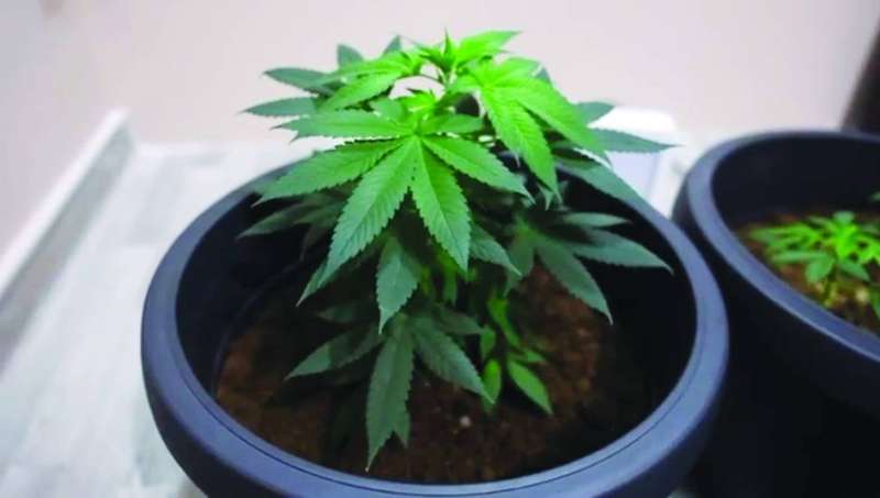 إحدى شتلات الماريجوانا