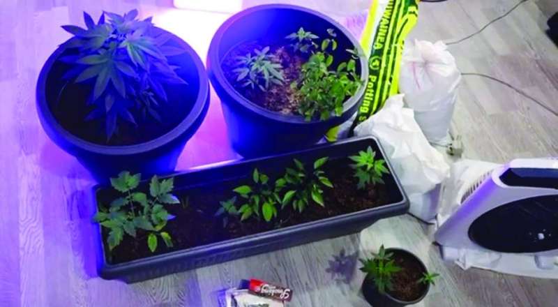 المتهم احترف زراعة المخدرات بقصد تعاطيها وبيعها