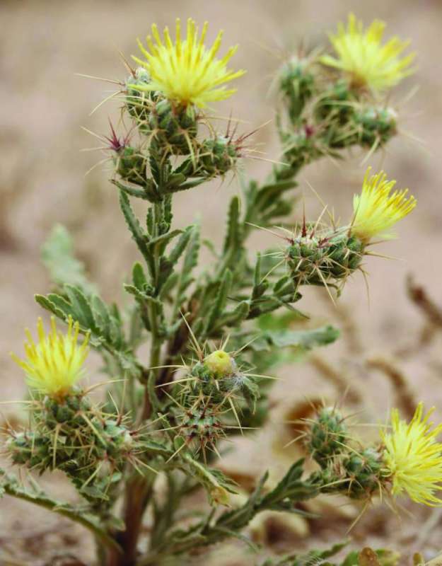 فوائد طبية كثيرة لنباتات المرار
