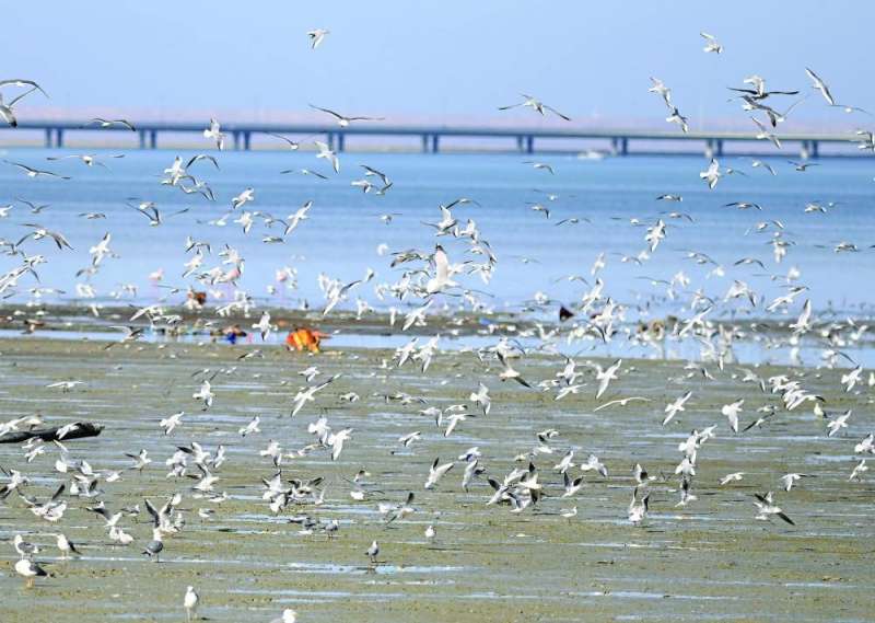 جماعات من الطيور تم رصدها 