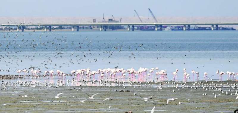 أنواع مختلفة من الطيور على شاطئ الصليبخات 	(تصوير أسعد عبدالله)
