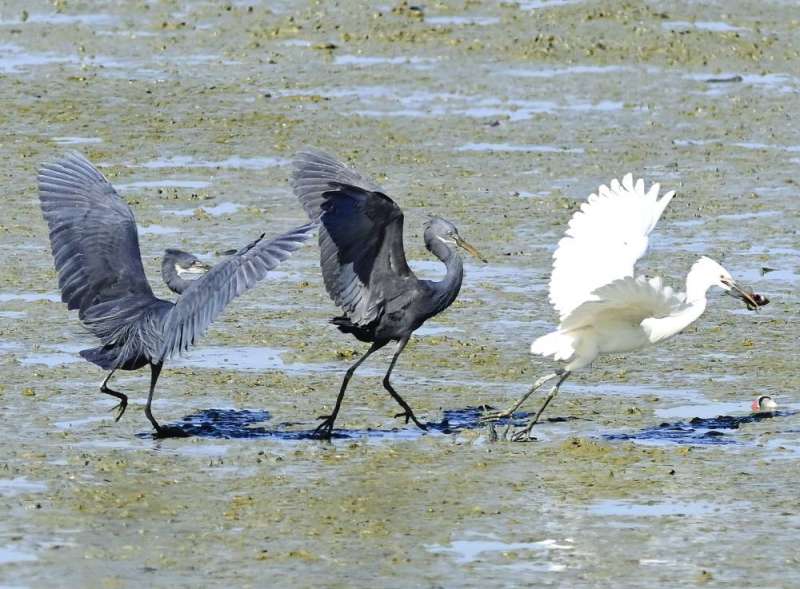 طيور النورس بالأبيض والأسود في جون الصليبخات
