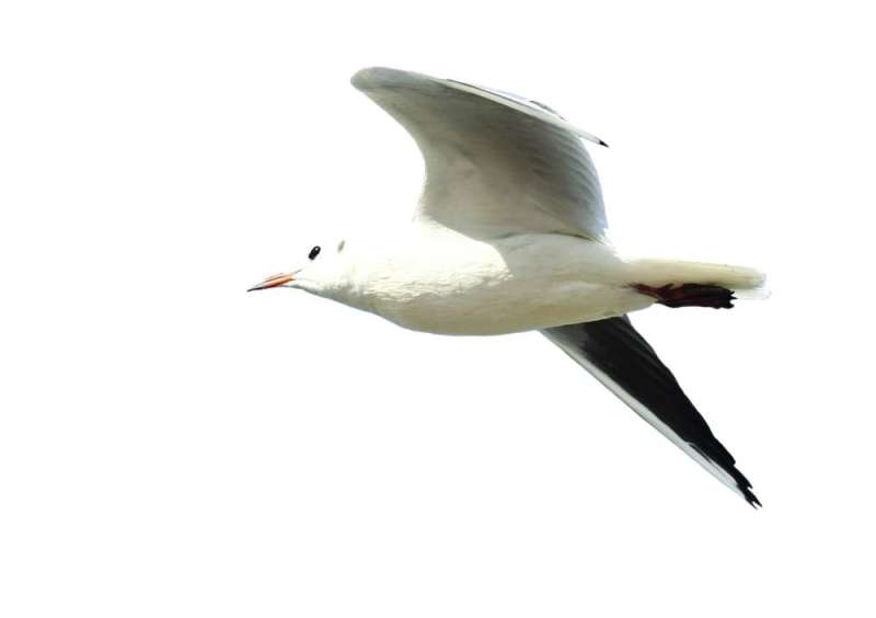 انسيابية في الطيران
