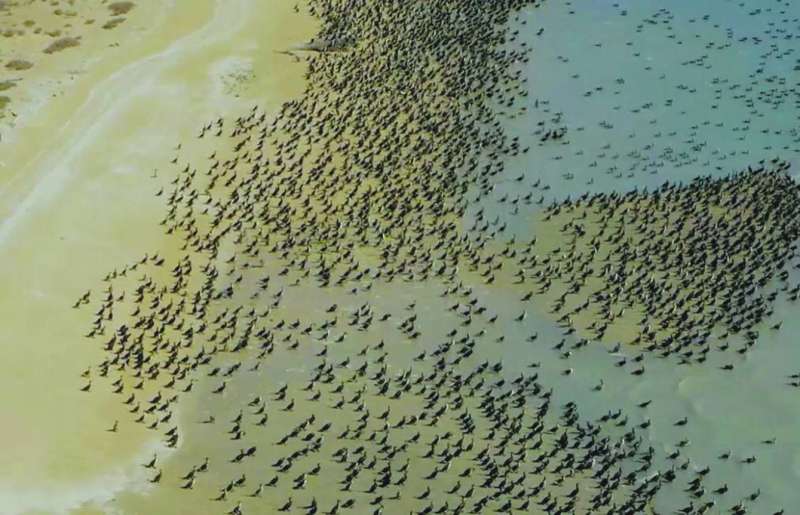 مئات من طيور اللوهة على سواحل الكويت 