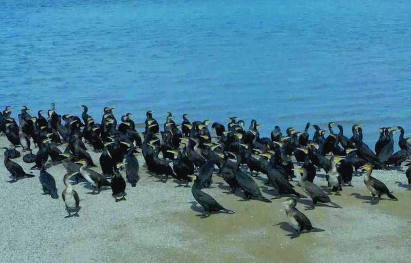 اللوهة تتخذ من سواحل الكويت مشتى لها
