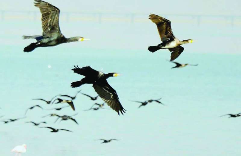 الجون والساحل البحري قبلة «اللوهة» في الشتاء
