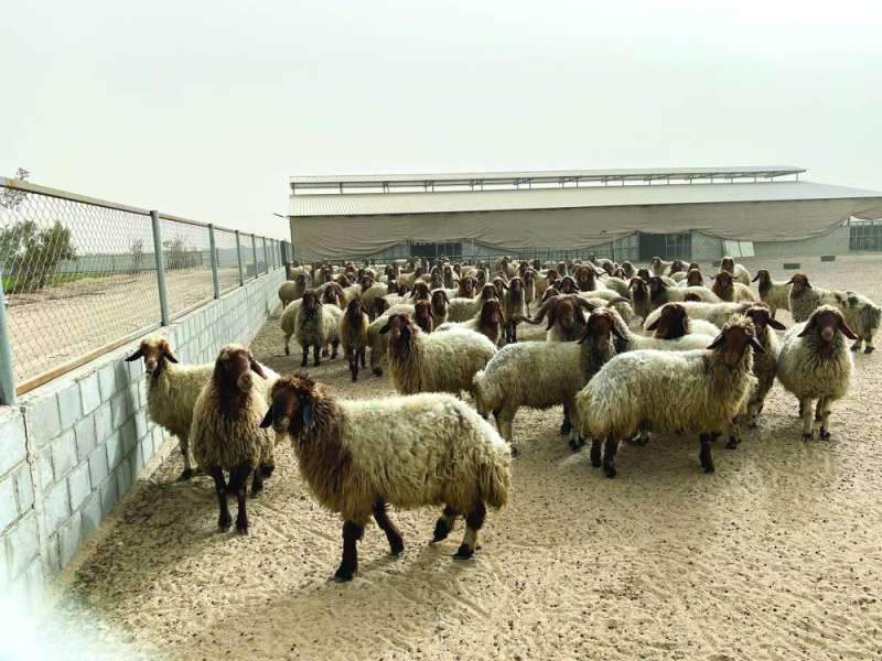 الغنم... غنيمة 