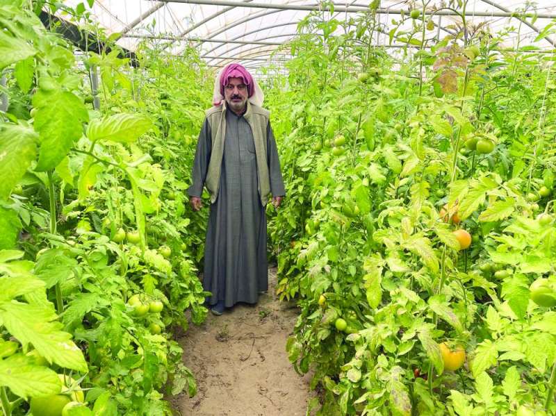 طماطم معلّقة
