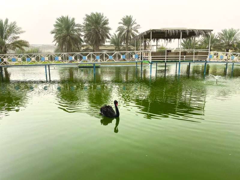 البحيرة وسط مزرعة الجري في الوفرة
