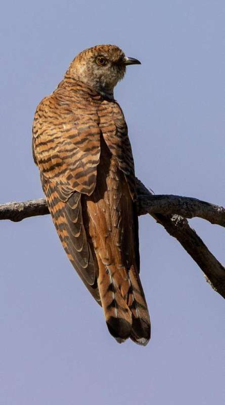 طائر الوقواق الشائع