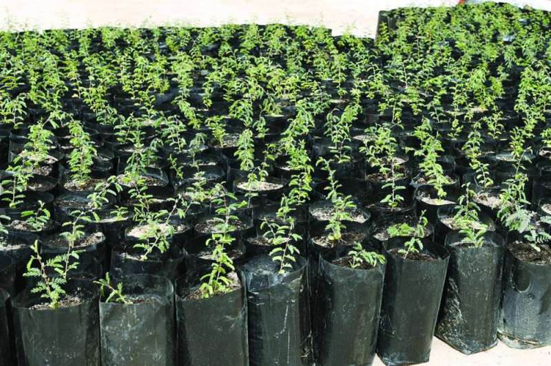 جانب من الشتلات التي تمت زراعتها في محمية الجهراء	