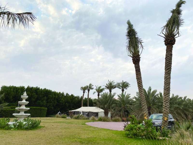 
نخيل الكويت بحاجة للاهتمام والدعم