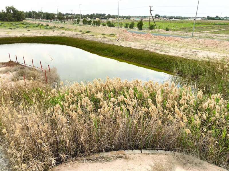 
بركة مياه طبيعية في مزرعة البحر