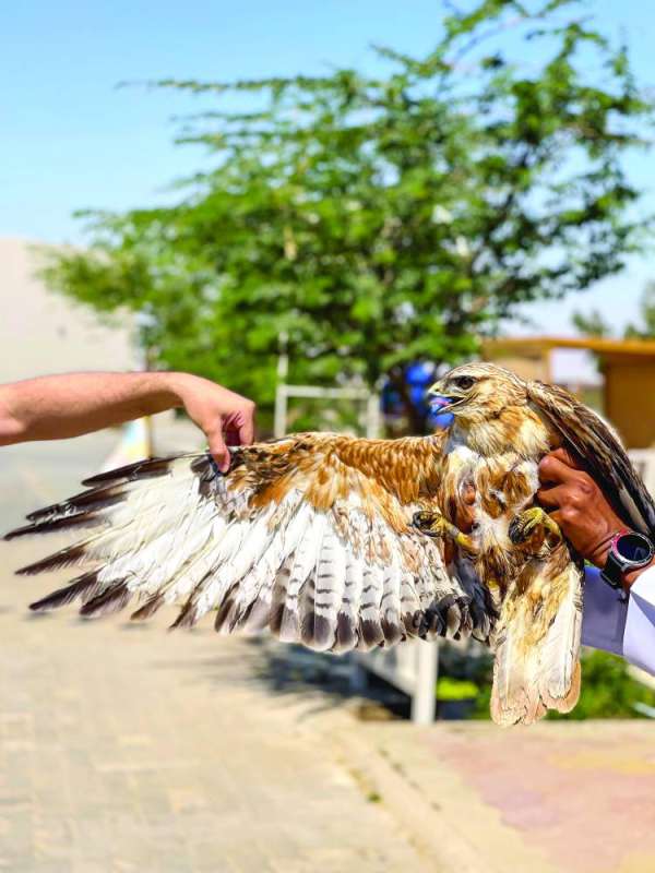 عُقاب طويل الساق