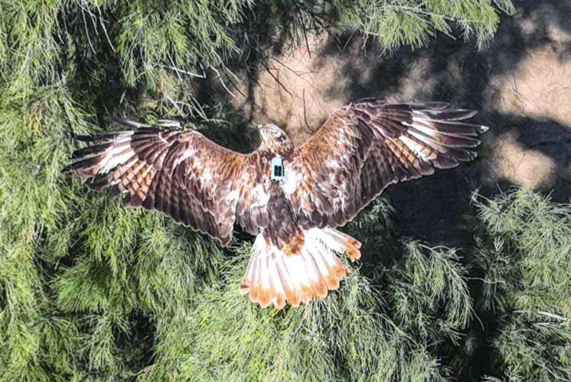 
العُقاب محلّقاً فوق محمية الجهراء
