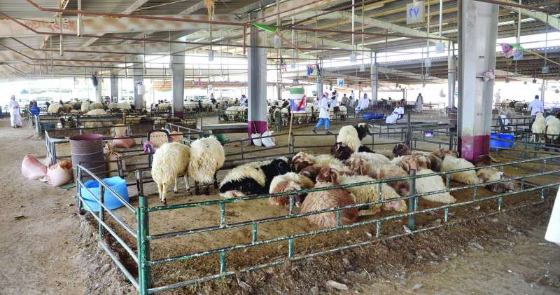 
أسعار الذبائح ارتفعت في شهر رمضان