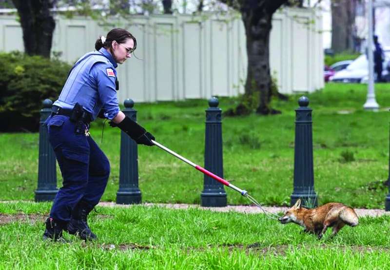 محاولة الإمساك بالثعلب