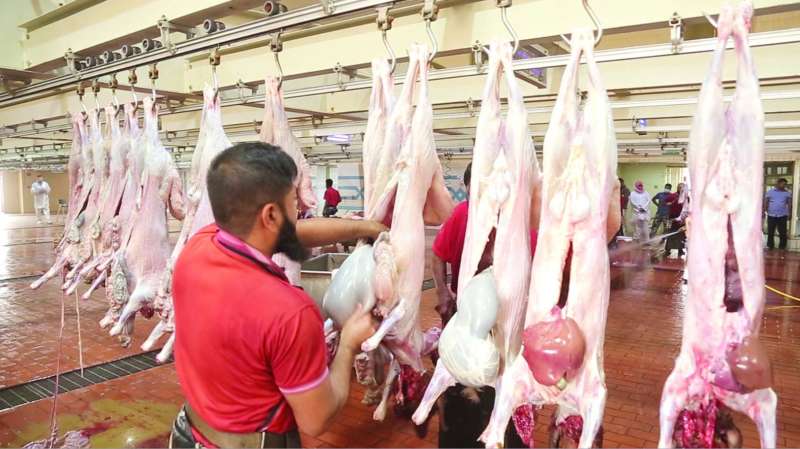 تنظيف الذبائح وغسلها من الداخل والخارج
