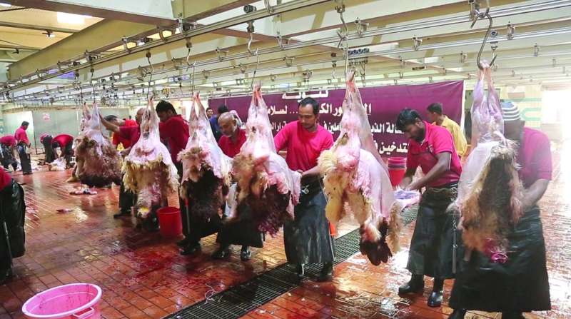 مسلخ الجهراء... تنظيم على أعلى مستوى
