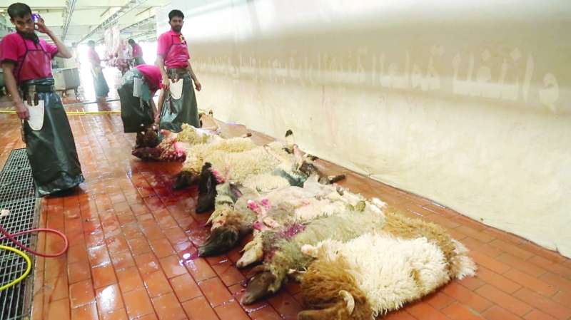 الأغنام بعد ذبحها
