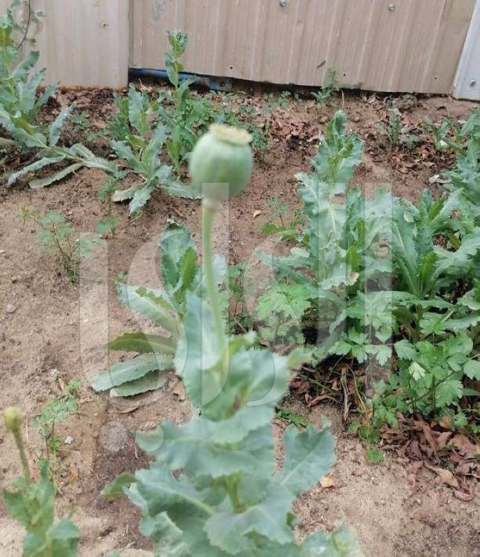  هنود حوّلوا حديقة منزلهم في الفحيحيل إلى مزرعة خشخاش