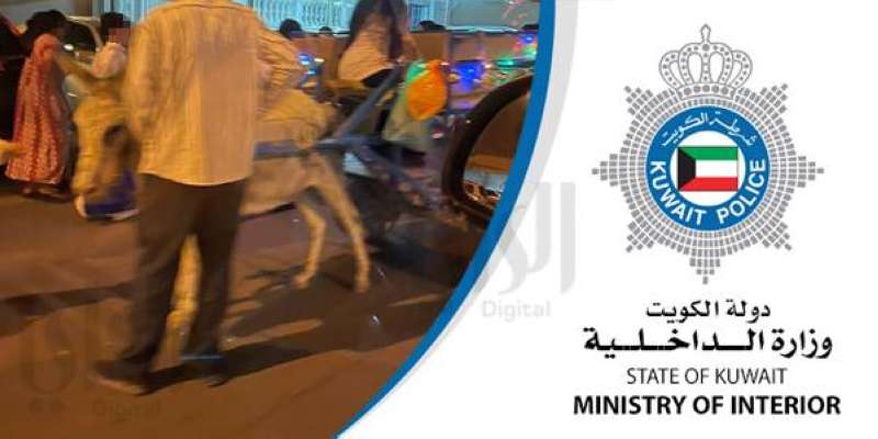 حمار «القرقيعان»      (التواصل الاجتماعي)