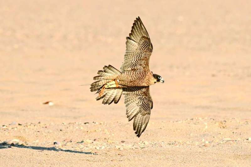 
(تصوير أسعد عبدالله)
