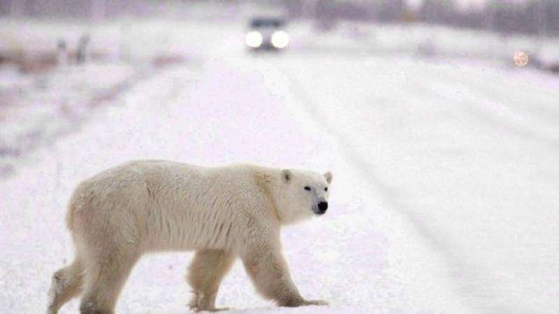 ظهور نادر لدب قطبي في جنوب كندا
