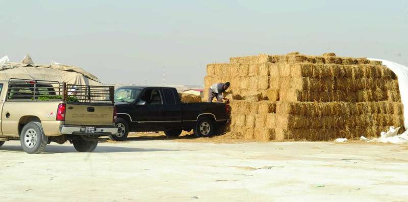 أسعار الأعلاف ترتفع في العطل
