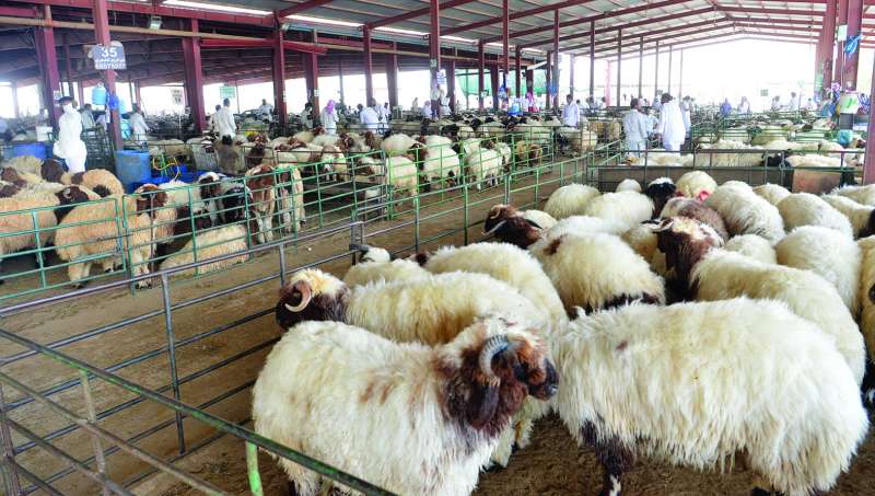 مربون يعملون على تصفية الحلال بسبب الغلاء