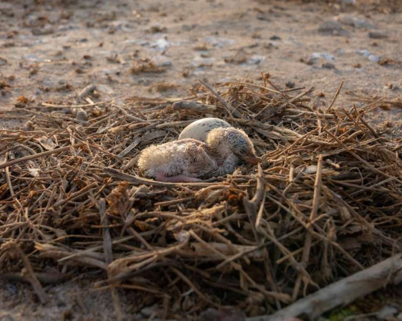 رصد «الخراشن» بجزيرة كبر
 