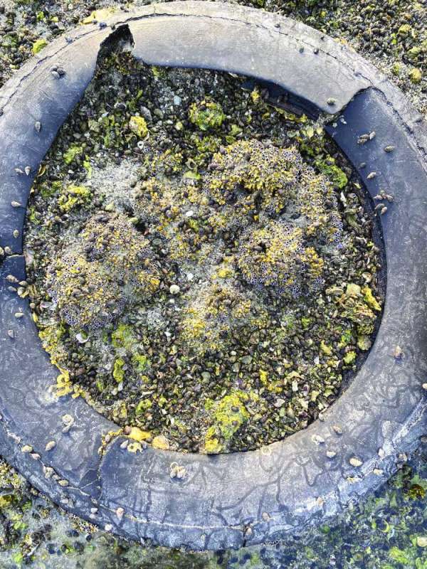 
ضغوط تواجه البيئة
