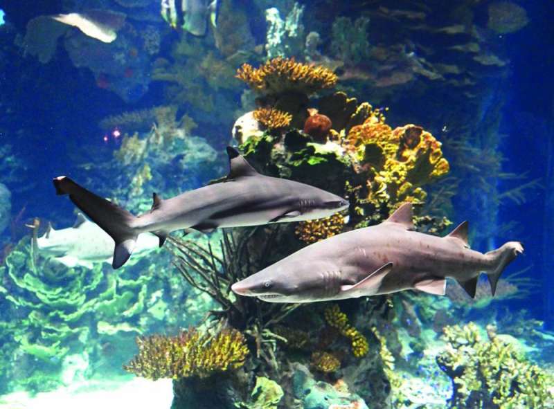 قرشا النمر الرملي في أكواريوم المركز العلمي 	(تصوير أسعد عبدالله)
