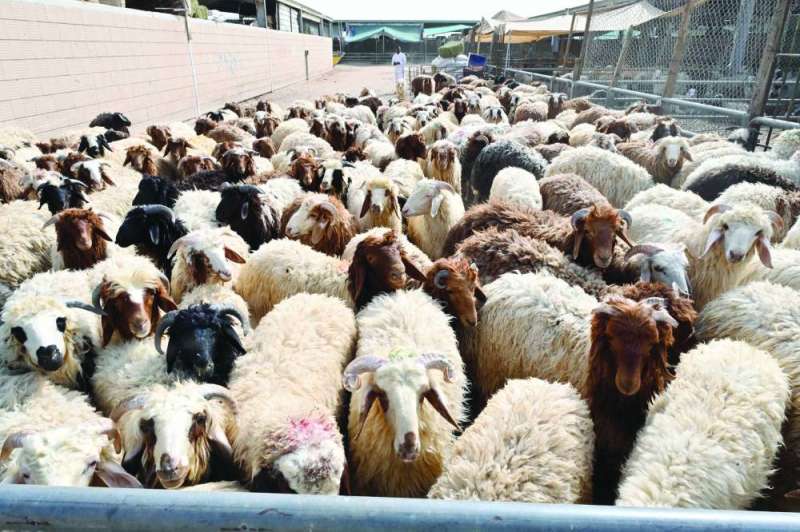 ارتفاع الأسعار رغم توافر الأضاحي بكميات كبيرة 	 (تصوير أسعد عبدالله)
