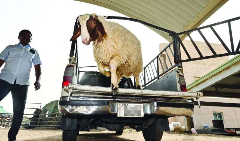 نقل أحد الأضاحي