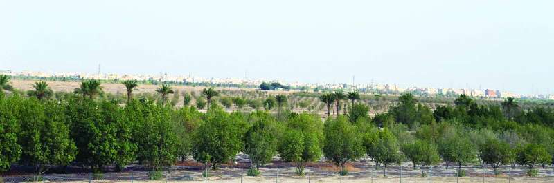 
الحكومة أنشأت سورا أخضر لحماية المنطقة من التلوث بلا جدوى (تصوير نايف العقلة)