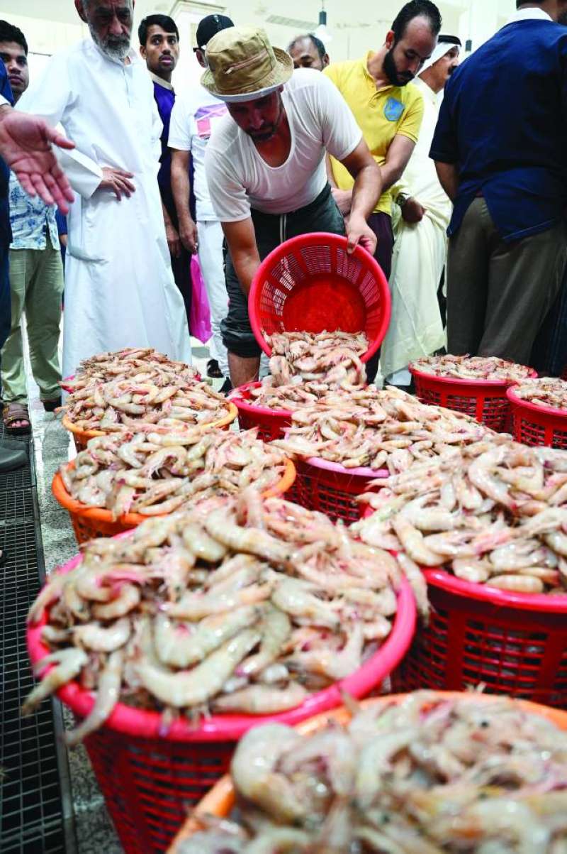 وضع الروبيان في السلال المخصصة له